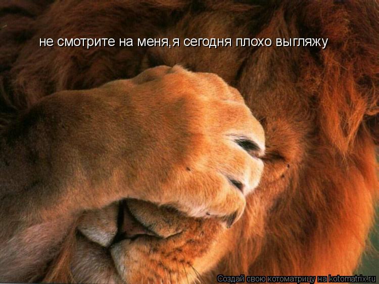 Котоматрица: не смотрите на меня,я сегодня плохо выгляжу