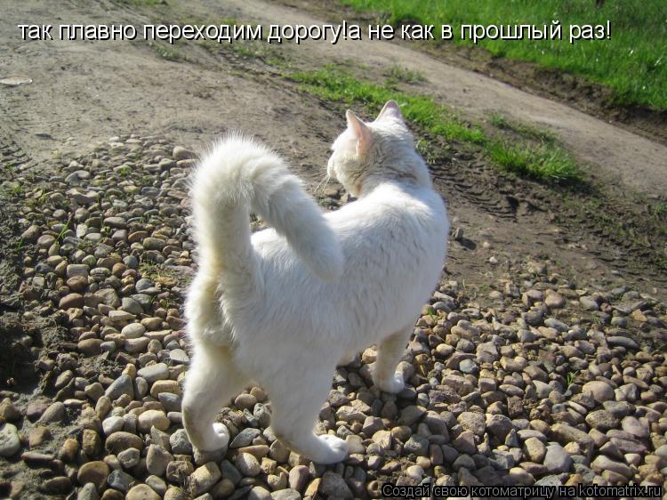 так плавно переходим дорогу!а не как в прошлый раз!... Котоматрица: так плавно переходим дорогу!а не как в прошлый раз!