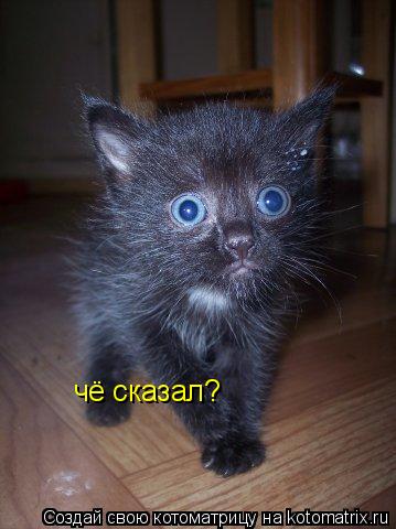 чё сказал?... Котоматрица: чё сказал?