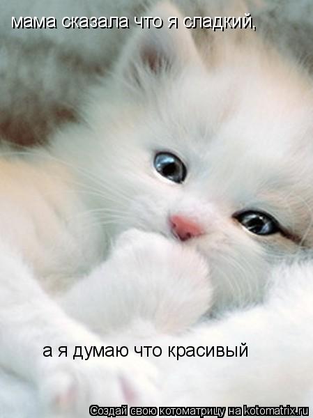 мама сказала что я сладкий, а я думаю что красивый... Котоматрица: мама сказала что я сладкий, а я думаю что красивый