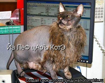 Йа ЛеФ цАрЪ КотЭ... Котоматрица: Йа ЛеФ цАрЪ КотЭ