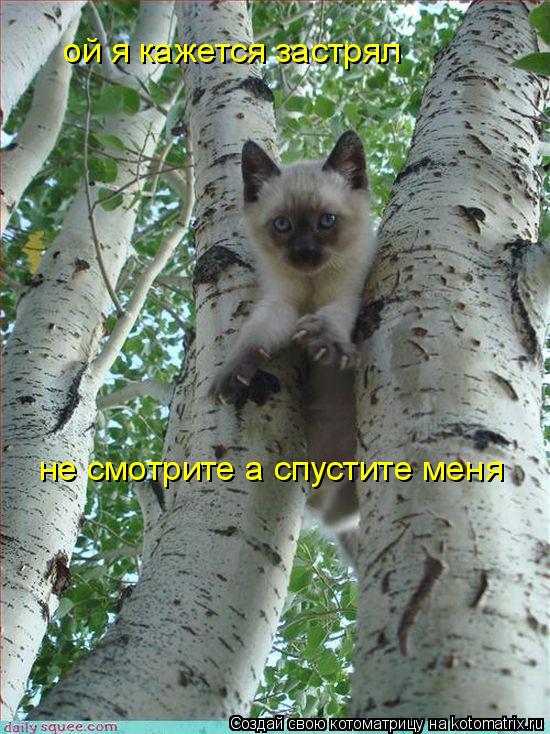 ой я кажется застрял не смотрите а спустите меня... Котоматрица: ой я кажется застрял не смотрите а спустите меня
