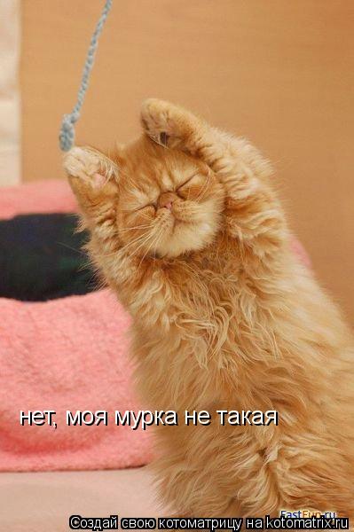 нет, моя мурка не такая... Котоматрица: нет, моя мурка не такая
