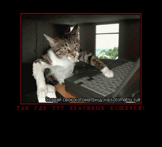 Котоматрица: Так  где  тут  красивые  кошечки! 