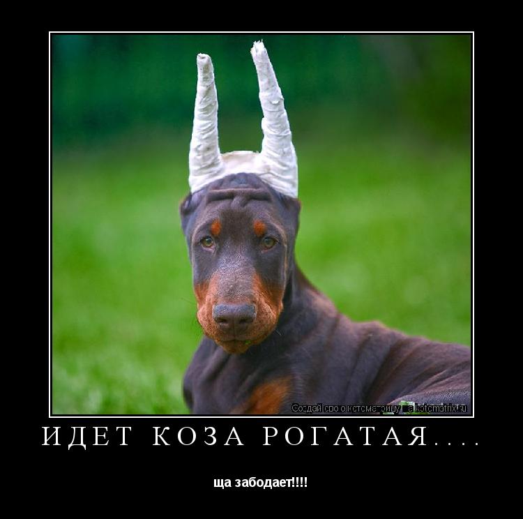 идёт коза рогатая.... ща забодает!!!!... Котоматрица: идёт коза рогатая.... ща забодает!!!!