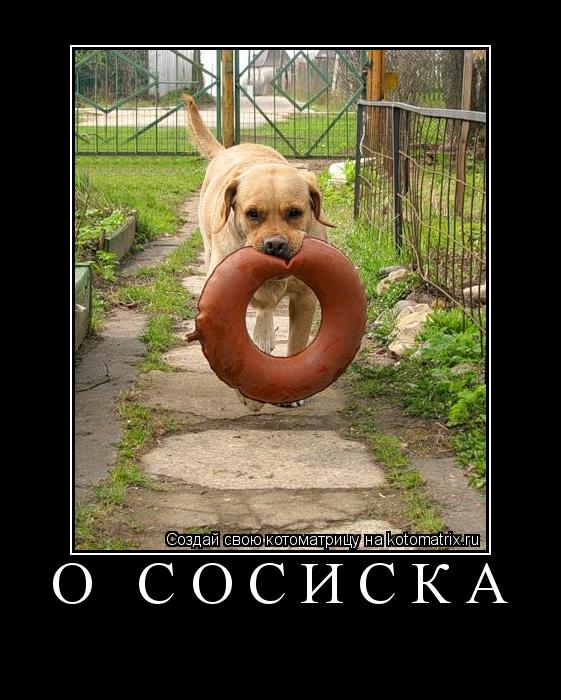 о сосиска ... Котоматрица: о сосиска