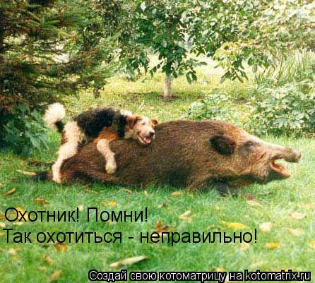 Охотник! Помни! Так охотиться - неправильно!... Котоматрица: Охотник! Помни! Так охотиться - неправильно!