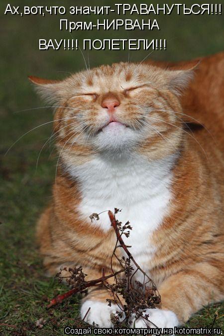 Ах,вот,что значит-ТРАВАНУТЬСЯ!!! Прям-НИРВАНА ВАУ!!!! ПОЛЕТЕЛИ!!!... Котоматрица: Ах,вот,что значит-ТРАВАНУТЬСЯ!!! Прям-НИРВАНА ВАУ!!!! ПОЛЕТЕЛИ!!!