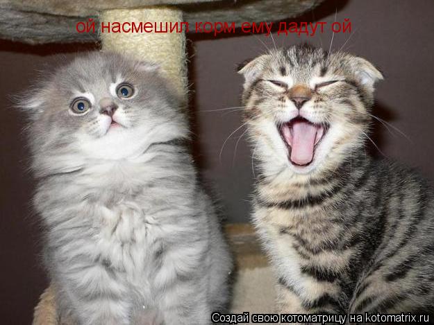 ой насмешил корм ему дадут ой... Котоматрица: ой насмешил корм ему дадут ой