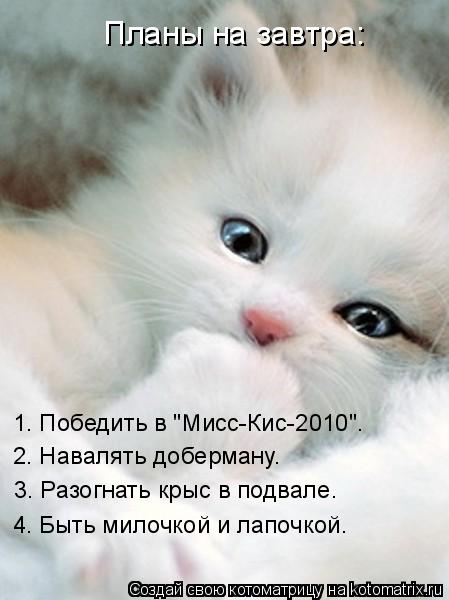 Планы на завтра: 1. Победить в "Мисс-Кис-2010". 2. Навалять доберману. 3. Разогнать крыс в подвале. 4... Котоматрица: Планы на завтра: 1. Победить в "Мисс-Кис-2010". 2. Навалять доберману. 3. Разогнать крыс в подвале. 4. Быть милочкой и лапочкой.