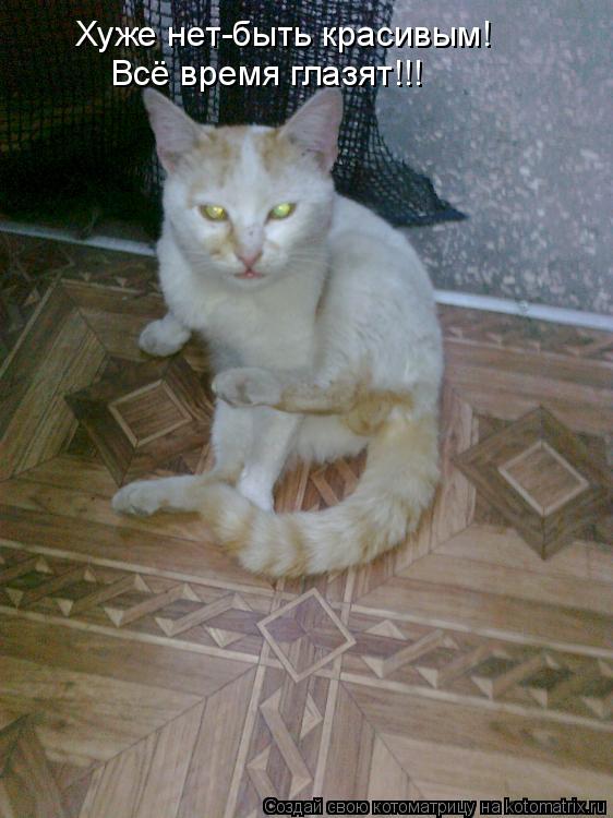 Хуже нет-быть красивым! Всё время глазят!!!... Котоматрица: Хуже нет-быть красивым! Всё время глазят!!!