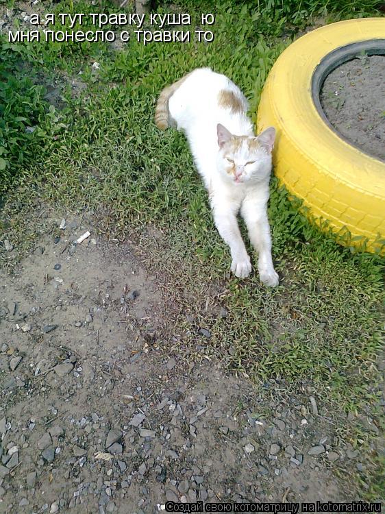 а я тут травку куша ю мня понесло с травки то... Котоматрица: а я тут травку куша ю мня понесло с травки то
