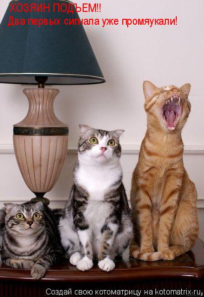 Котоматрица: ХОЗЯИН ПОДЪЕМ!! Два первых сигнала уже промяукали!