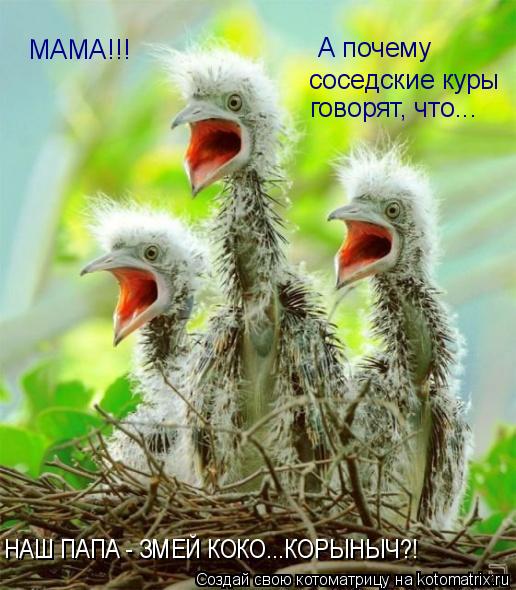 МАМА!!! А почему соседские куры НАШ ПАПА - ЗМЕЙ КОКО...КОРЫНЫЧ?! говорят, что...... Котоматрица: МАМА!!! А почему соседские куры НАШ ПАПА - ЗМЕЙ КОКО...КОРЫНЫЧ?! говорят, что...