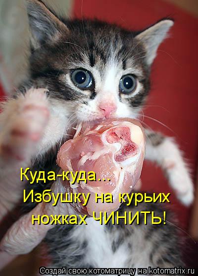 Котоматрица: Куда-куда...  Избушку на курьих ножках ЧИНИТЬ!