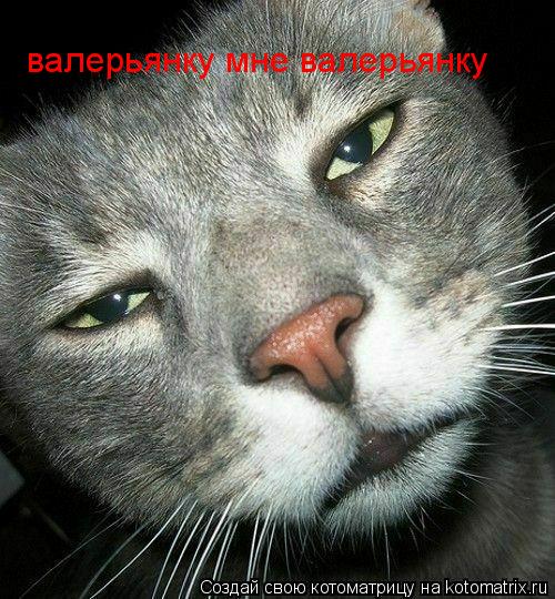 валерьянку мне валерьянку... Котоматрица: валерьянку мне валерьянку