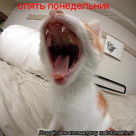 опять понедельник... Котоматрица: опять понедельник