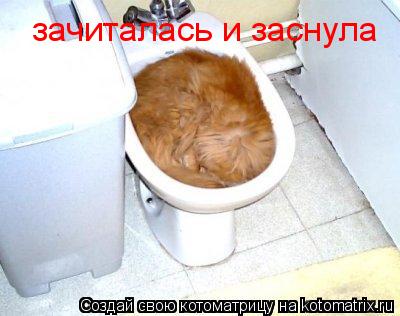 зачиталась и заснула... Котоматрица: зачиталась и заснула