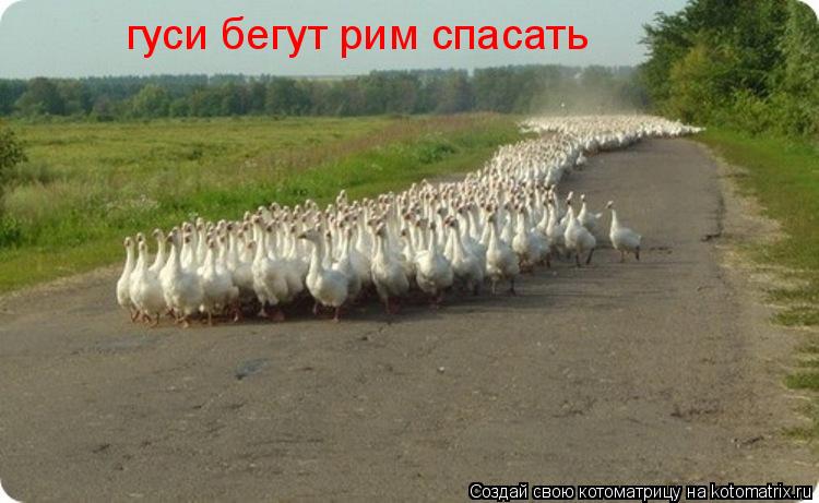 гуси бегут рим спасать... Котоматрица: гуси бегут рим спасать