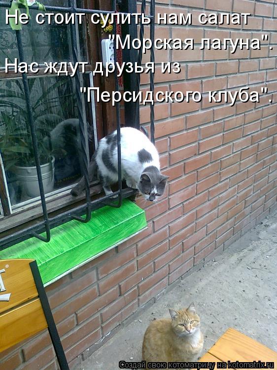 Котоматрица: Не стоит сулить нам салат "Морская лагуна". Нас ждут друзья из  "Персидского клуба".