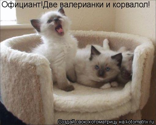 Котоматрица: Официант!Две валерианки и корвалол!
