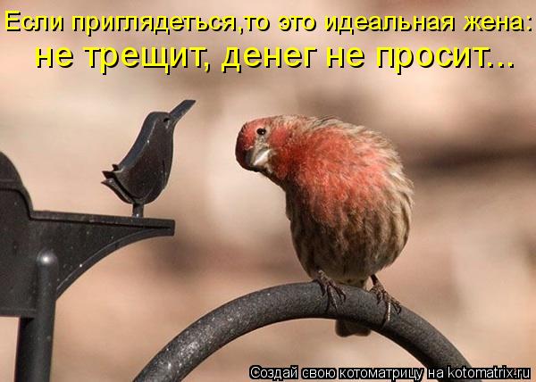 Если приглядеться,то это идеальная жена: не трещит, денег не просит...... Котоматрица: Если приглядеться,то это идеальная жена: не трещит, денег не просит...