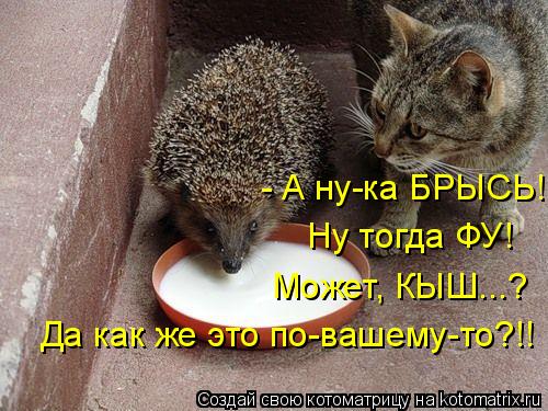 Котоматрица: - А ну-ка БРЫСЬ! Ну тогда ФУ! Да как же это по-вашему-то?!! Может, КЫШ...?
