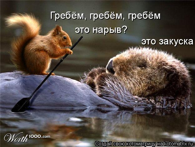 Гребём, гребём, гребём это нарыв? это закуска... Котоматрица: Гребём, гребём, гребём это нарыв? это закуска