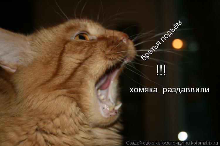 Котоматрица: братья подъём !!! хомяка  раздаввили