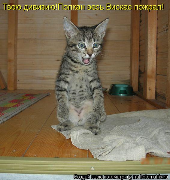 Твою дивизию!Полкан весь Вискас пожрал!... Котоматрица: Твою дивизию!Полкан весь Вискас пожрал!