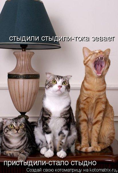 Котоматрица: пристыдили-стало стыдно стыдили стыдили-тока зевает