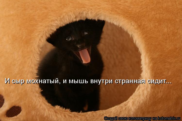 Котоматрица: И сыр мохнатый, и мышь внутри странная сидит...