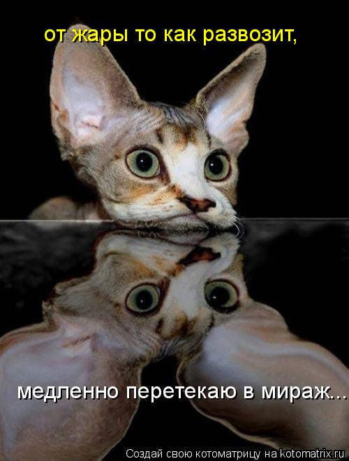Котоматрица: от жары то как развозит, медленно перетекаю в мираж...