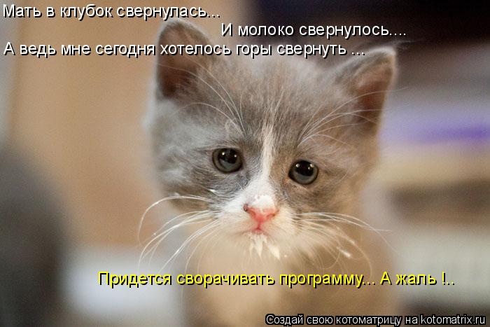 Котоматрица: Мать в клубок свернулась... И молоко свернулось.... А ведь мне сегодня хотелось горы свернуть ... Придется сворачивать программу... А жаль !..