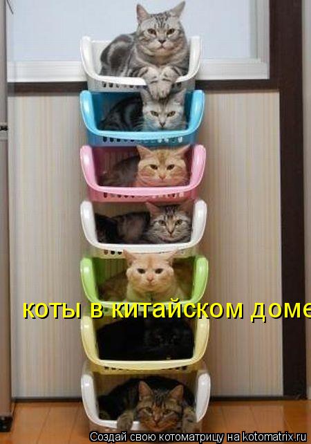 Котоматрица: коты в китайском доме