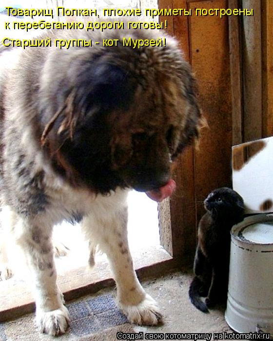 Котоматрица: Товарищ Полкан, плохие приметы построены к перебеганию дороги готовы! Старший группы - кот Мурзей!