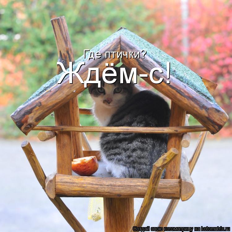 Котоматрица: Ждём-с! Где птички?