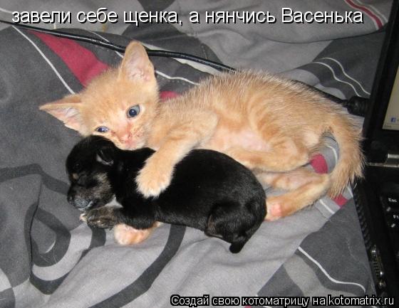 Котоматрица: завели себе щенка, а нянчись Васенька