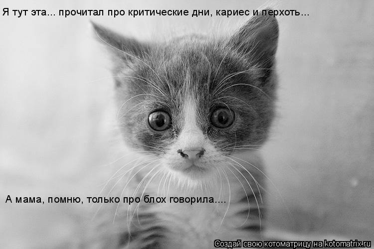 Котоматрица: Я тут эта... прочитал про критические дни, кариес и перхоть... А мама, помню, только про блох говорила....