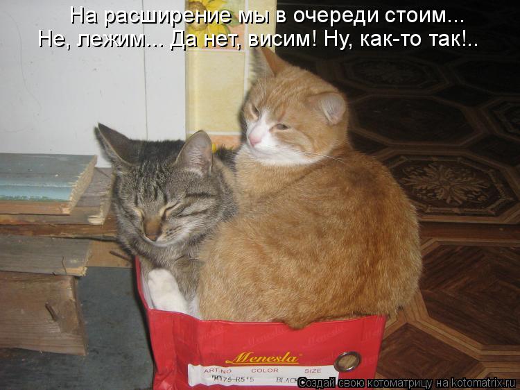 Не, лежим... Да нет, висим! Ну, как-то так!.. На расширение мы в очереди стоим...... Котоматрица: Не, лежим... Да нет, висим! Ну, как-то так!.. На расширение мы в очереди стоим...