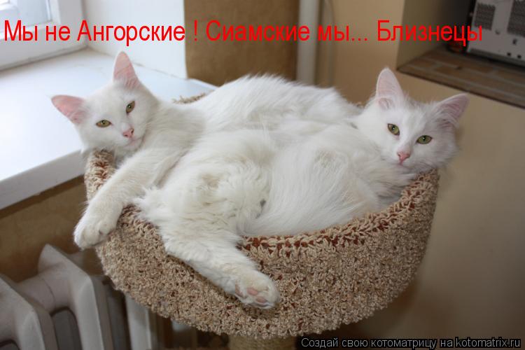 Котоматрица: Мы не Ангорские ! Сиамские мы... Близнецы