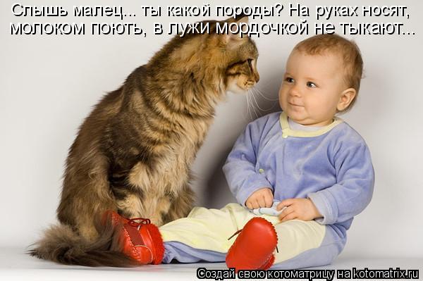 Котоматрица: Слышь малец... ты какой породы? На руках носят,  молоком поють, в лужи мордочкой не тыкают...