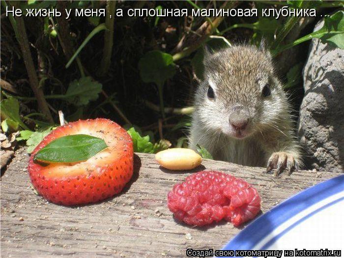 Котоматрица: Не жизнь у меня , а сплошная малиновая клубника ...