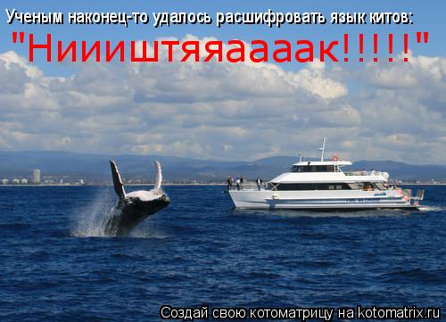 Ученым наконец-то удалось расшифровать язык китов: "Ниииштяяаааак!!!!!"... Котоматрица: Ученым наконец-то удалось расшифровать язык китов: "Ниииштяяаааак!!!!!"