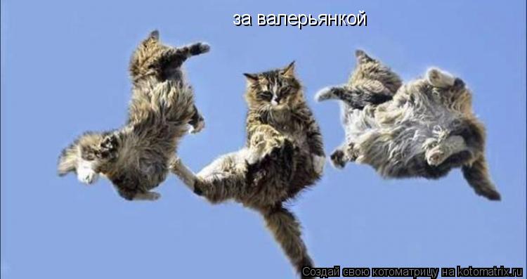 за валерьянкой... Котоматрица: за валерьянкой