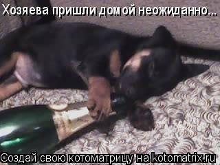 Хозяева пришли домой неожиданно...... Котоматрица: Хозяева пришли домой неожиданно...