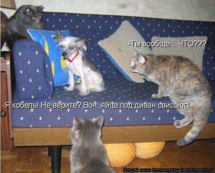 Котоматрица: -Ты вообще... ЧТО??? -Я кобель! Не верите? Вон, яйца под диван свисают!