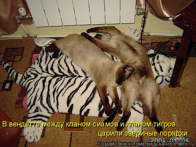 В вендетте между кланом сиамов и кланом тигров царили звериные порядки... Котоматрица: В вендетте между кланом сиамов и кланом тигров царили звериные порядки