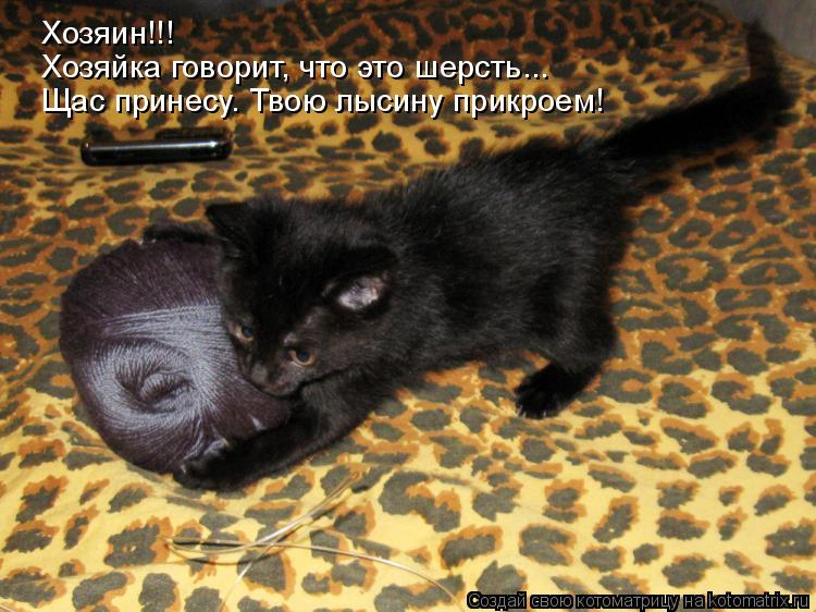 Котоматрица: Хозяин!!! Хозяйка говорит, что это шерсть... Щас принесу. Твою лысину прикроем!