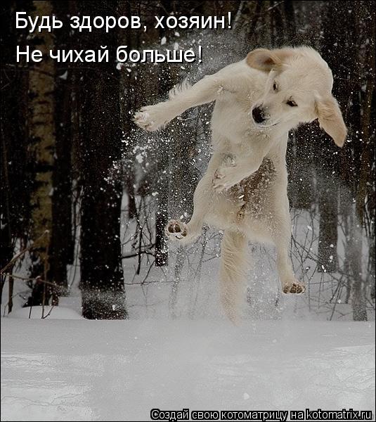 Будь здоров, хозяин! Не чихай больше!... Котоматрица: Будь здоров, хозяин! Не чихай больше!